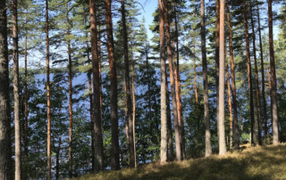 Päijänteen kansallispuisto, Kelventeen harjusaari